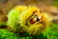 Just fallen down chestnuts in their hedgehog Royalty Free Stock Photo