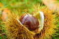 Just fallen down chestnuts in their hedgehog Royalty Free Stock Photo