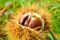 Just fallen down chestnuts in their hedgehog Royalty Free Stock Photo