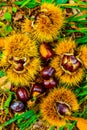 Just fallen down chestnuts in their hedgehog Royalty Free Stock Photo