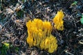 Clavariaceae mushroom Royalty Free Stock Photo