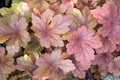 Some clusters of the Alumroot or Coralbells plant leaves Royalty Free Stock Photo