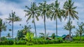 Some Coconut Palm Trees near Rice tarrace, Sidemen. Bali, Indonesia Royalty Free Stock Photo