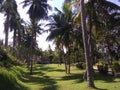 some coconut trees in the middle of a green field Royalty Free Stock Photo