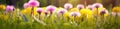 some colorful and dandelions in the grass