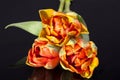 Some colorful parrot tulips isolated on black background Royalty Free Stock Photo