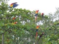 Some colorful parrots feeding, Esterillos Village, Parrita, Costa Rica