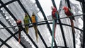 some colorful parrots perched in their cages