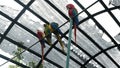 some colorful parrots perched in their cages