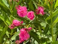 Some colorful pink flower heads among the green juicy leaves Royalty Free Stock Photo