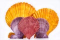 some colorful seashells of mollusk isolated on white background, close up Royalty Free Stock Photo