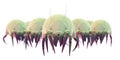 Some common dust mites Royalty Free Stock Photo