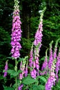 Some common foxgloves blooming in the forest