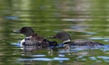 Some Common Loon family Gavia immer swimming with chicks with them on Wilson Lake, Que, Canada Royalty Free Stock Photo