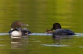 Some Common Loons Gavia immer feeding their chick in Ontario, Canada Royalty Free Stock Photo