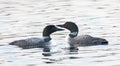 Some Common Loons Gavia immer swimming on a reflective lake in Ontario, Canada Royalty Free Stock Photo