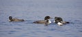 Some Common Loons Gavia immer swimming on a reflective lake in Ontario, Canada Royalty Free Stock Photo