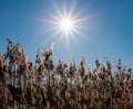 Some common reed Phragmites australis in Germany