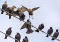 Some Common Starlings in flock take fierce fight over the space while sittng on electric wires and cables