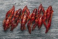 some cooked crayfish arranged in a line Royalty Free Stock Photo