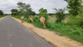 Some cow`s in Laumunda village of odisha