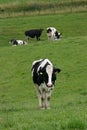 Some cows Royalty Free Stock Photo