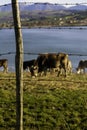 While some cows graze in the lake behind barbed wire