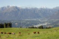 Some cows in a wide pasture in Cansiglio area in Italy, Dolomites as background