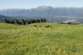 Some cows in a wide pasture in Cansiglio area in Italy, Dolomites as background