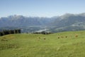 Some cows in a wide pasture in Cansiglio area in Italy, Dolomites as background