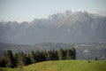 Some cows in a wide pasture in Cansiglio area in Italy, Dolomites as background