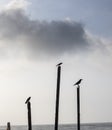 Some crow in a sea beach seating Royalty Free Stock Photo