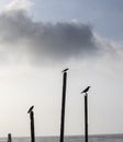 Some crow in a sea beach seating Royalty Free Stock Photo