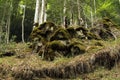 Some curious rock and roots formations in the forest covered with moss.