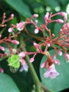 Some cute little starfruit flowers