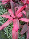 Some cute pretty pink purple plants in the city park