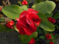 Dark red flowers in my rooftop garden in earthen pot in a thorny plant Royalty Free Stock Photo