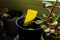 Dark-winged fungus - yellow sticky trap Royalty Free Stock Photo