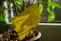 Dark-winged fungus gnats - yellow sticky trap Royalty Free Stock Photo