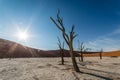 Some dead trees in dead vlei Royalty Free Stock Photo