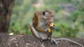 Sri lanka Monkey eat the Foods