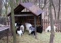 Some different goats