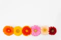 Some differently coloured Gerbera blossoms lie side by side on a white base