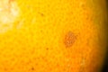 Some disease on the skin of orange in kitchen Royalty Free Stock Photo