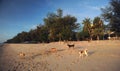 Some dogs on Cha am Beach