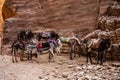 A view of donkeys in Jordania Royalty Free Stock Photo