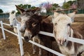 Some donkeys waiting for food and one of them requesting it to me