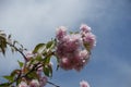 Some double pink flowers on branch of sakura against blue sky