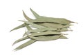 Some dried eucalyptus leaves Royalty Free Stock Photo