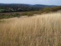 Some dried grass